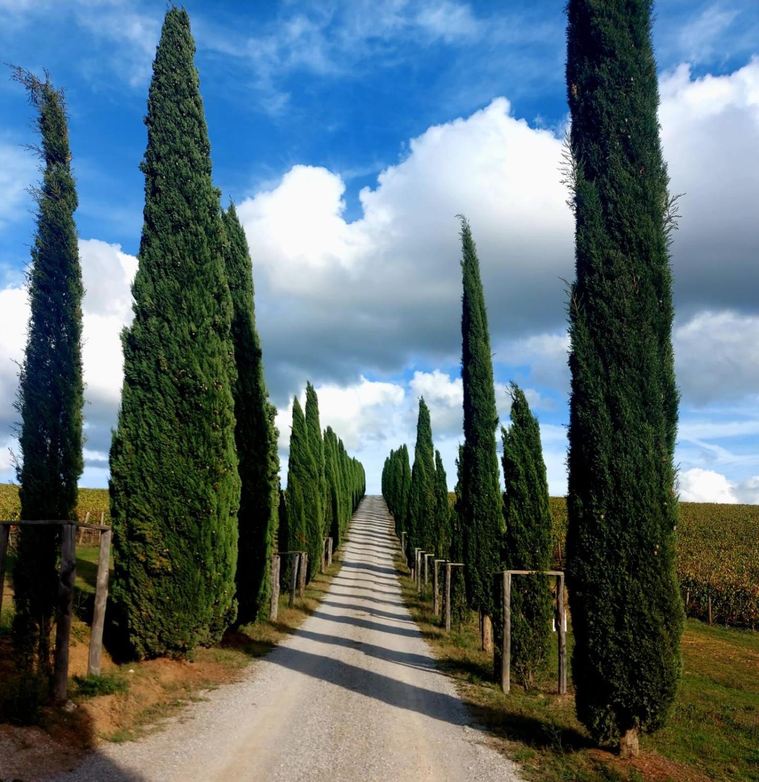 House With A View In Tuscany San Gusme Ngoại thất bức ảnh